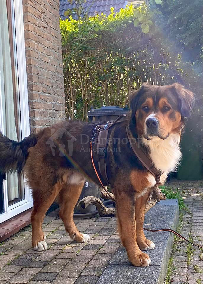 Anny X tuig leonberger grote hond AnnyX hondentuig