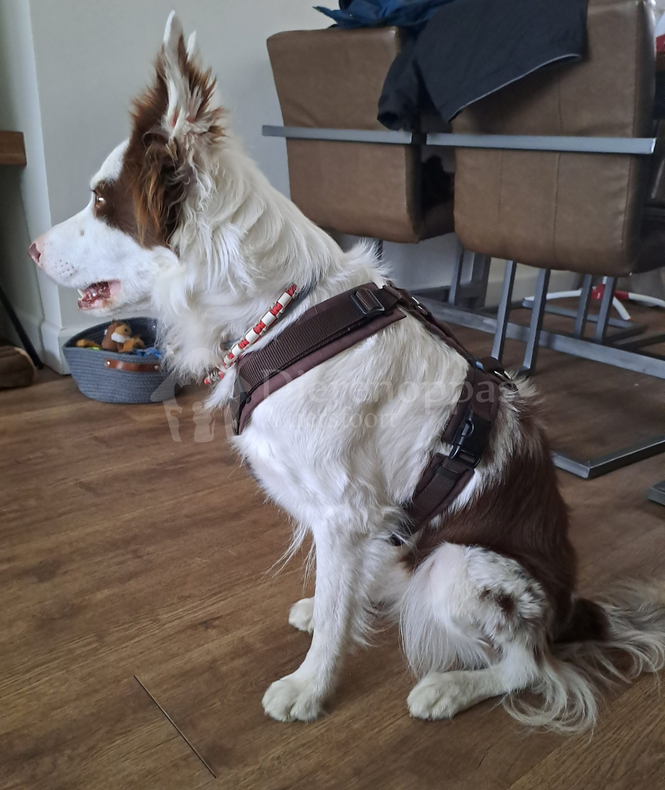 Anny X tuigje hond bij bordercollie in huis