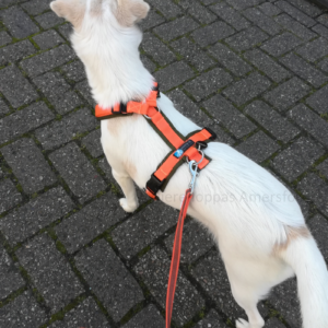 AnnyX Anny X anny-X hondentuig harnas tuigje tuig Y-vorm Y-model Y-tuig oranje tuigje puppy klein hondje rescuehond
