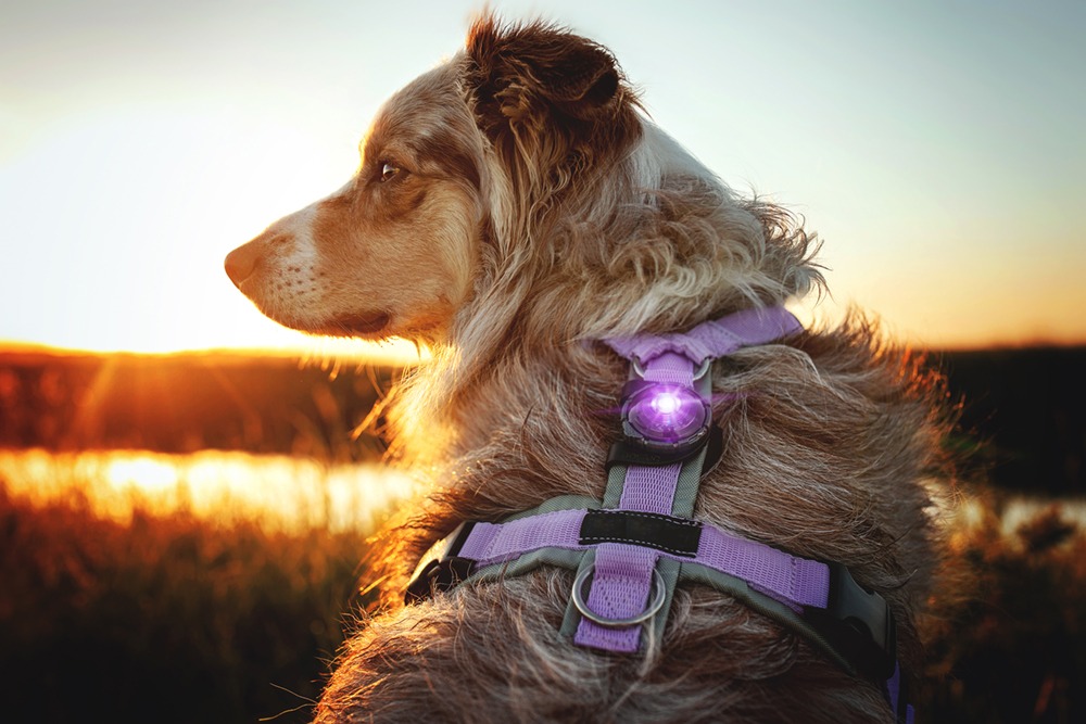 Lampe de sécurité Orbiloc Dog collier lumineux - MyDogSociety