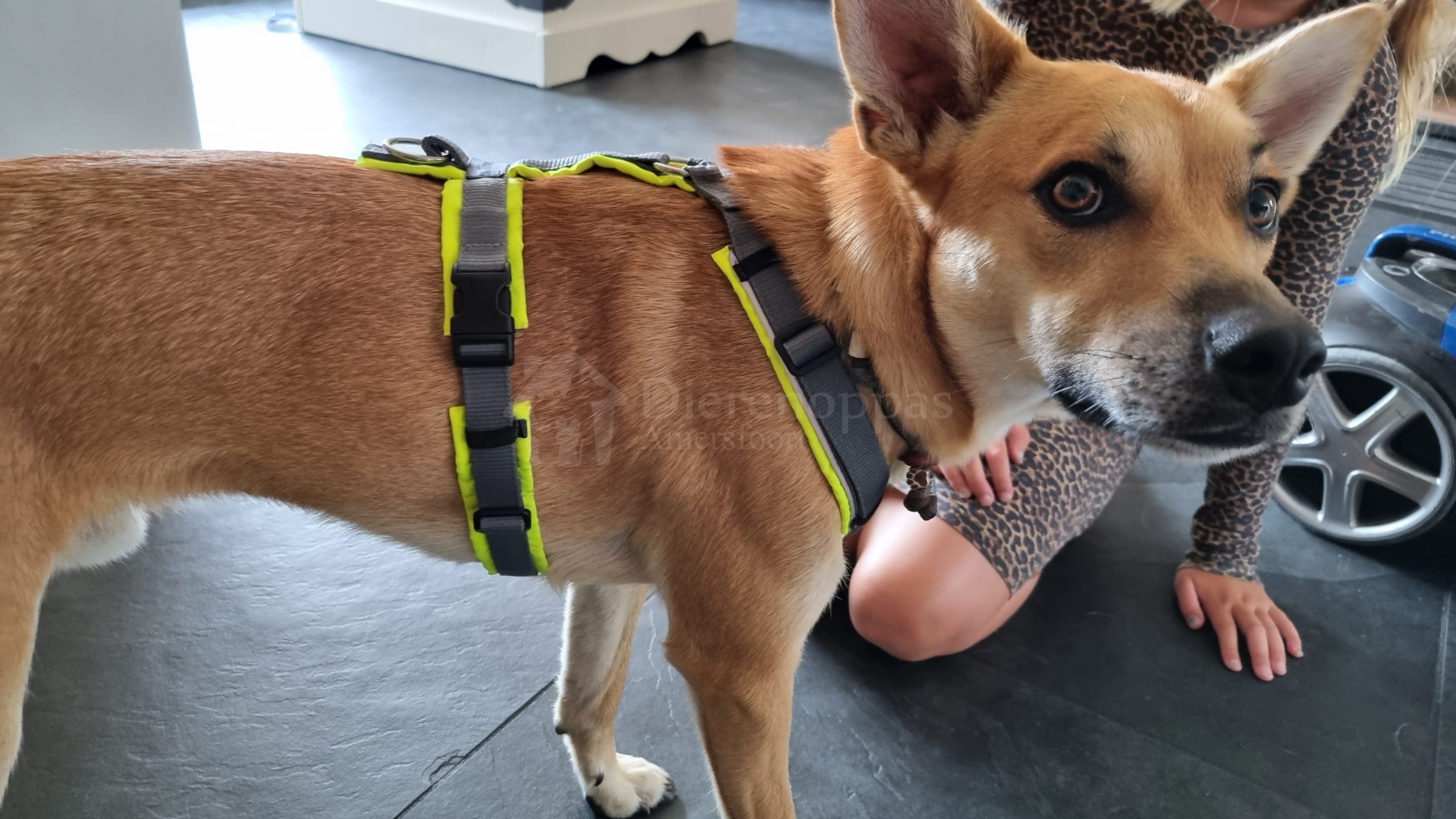 AnnyX protect tuig neongeel grijs bij een hond
