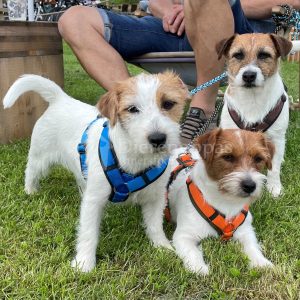 AnnyX tuig Anny X hondentuig harnas tuigje met Jack Russels Y-tuig