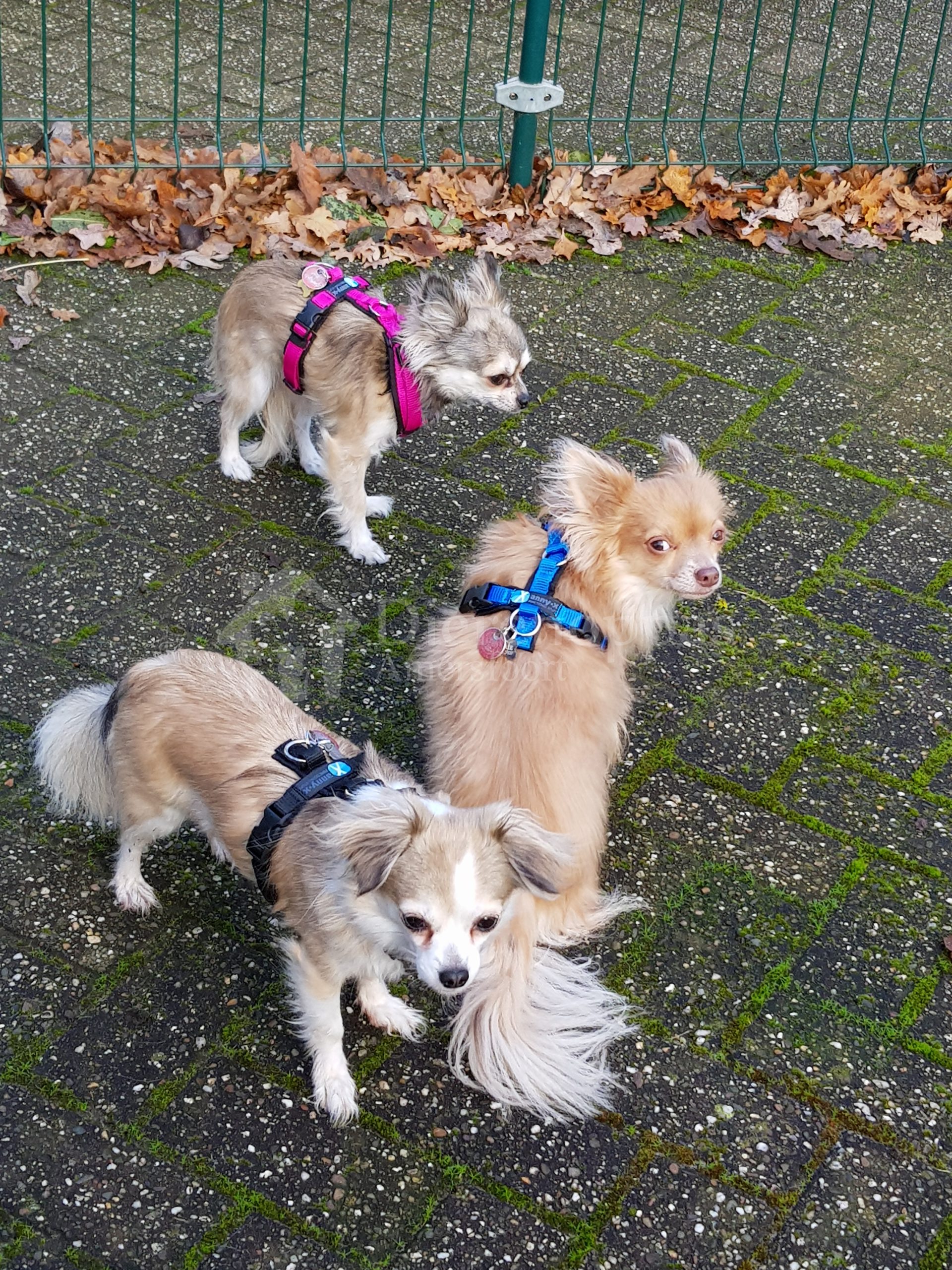 AnnyX tuig bij kleine hondjes chihuahua's