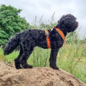 AnnyX tuig oranje met olijfgroen labradoodle