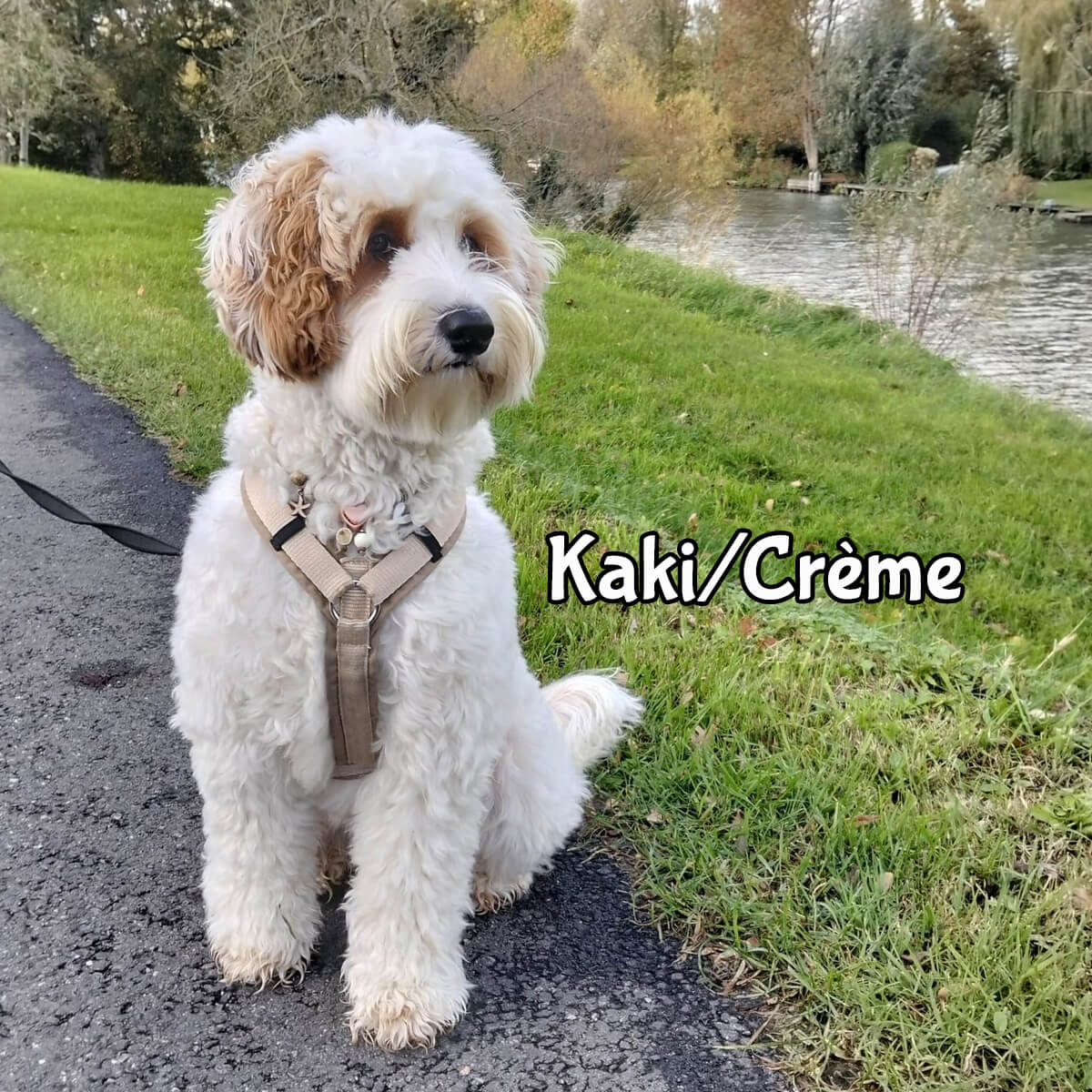 Beste tuigje Labradoodle