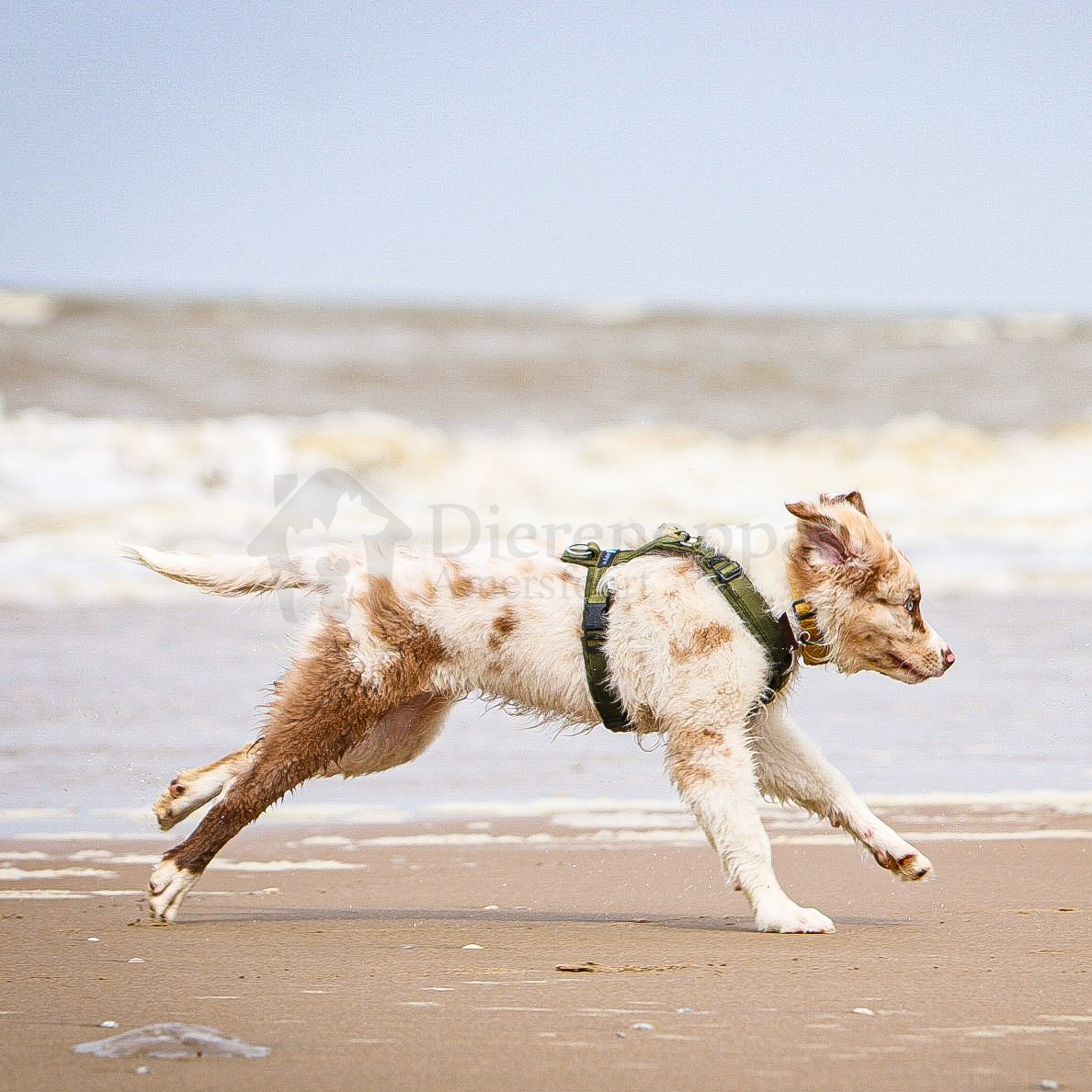 Bordercollie puppy draagt het AnnyX tuig op een strandwandeling Anny X