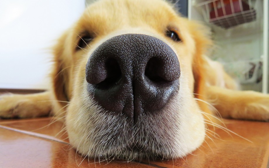 De hondenneus waarom snuffelen honden zo veel