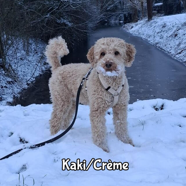 Designer tuigje Labradoodle luxe