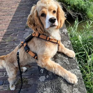 Gevoerd AnnyX tuigje hond amber bruin met telefoonnummer en naam