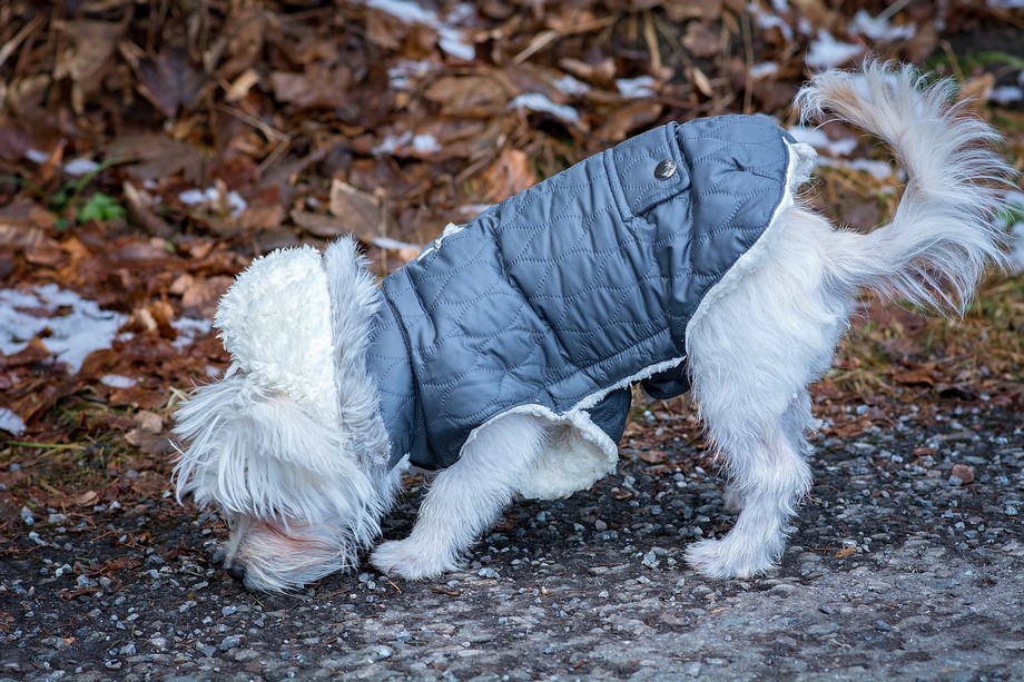 Hond snuffelt overdreven veel als ik hem roep