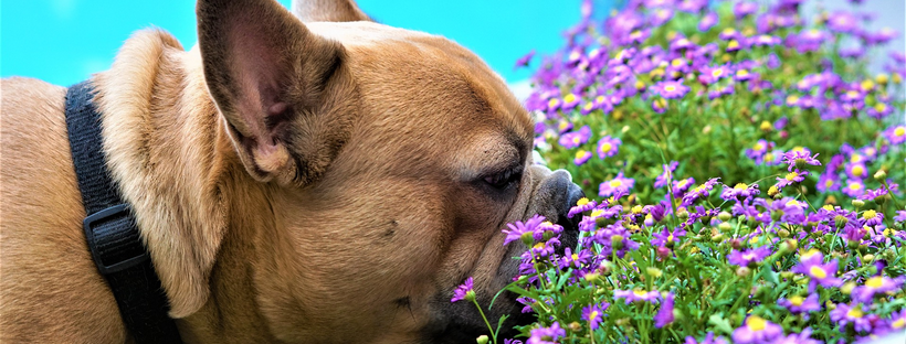 Maar dat hoort toch zo? – Snuffelbehoefte van de hond