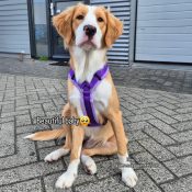 Hondentuig paars tuigje hond AnnyX