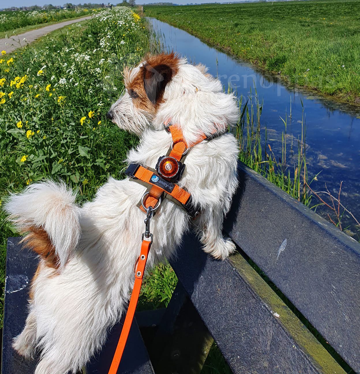 Jack Russel met het Anny X tuig en Orbiloc lampje tijdens vakantie