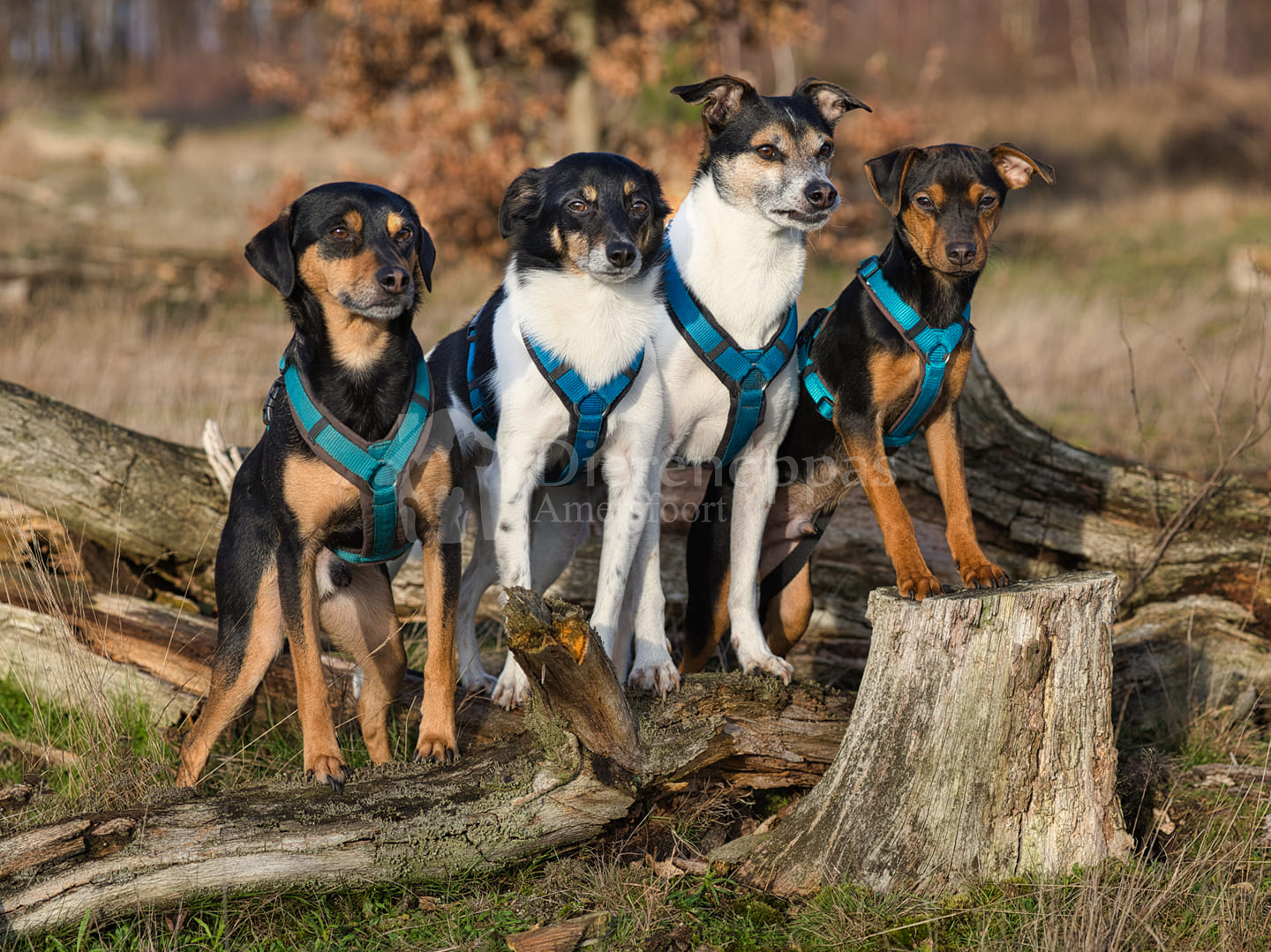 Jack russel tuigje terriers Anny-X harnas tuigje voorbeeld