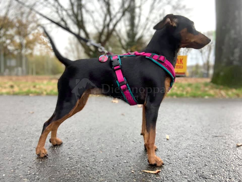 Limited edition petrol roze AnnyX tuig bij dwergpinscher