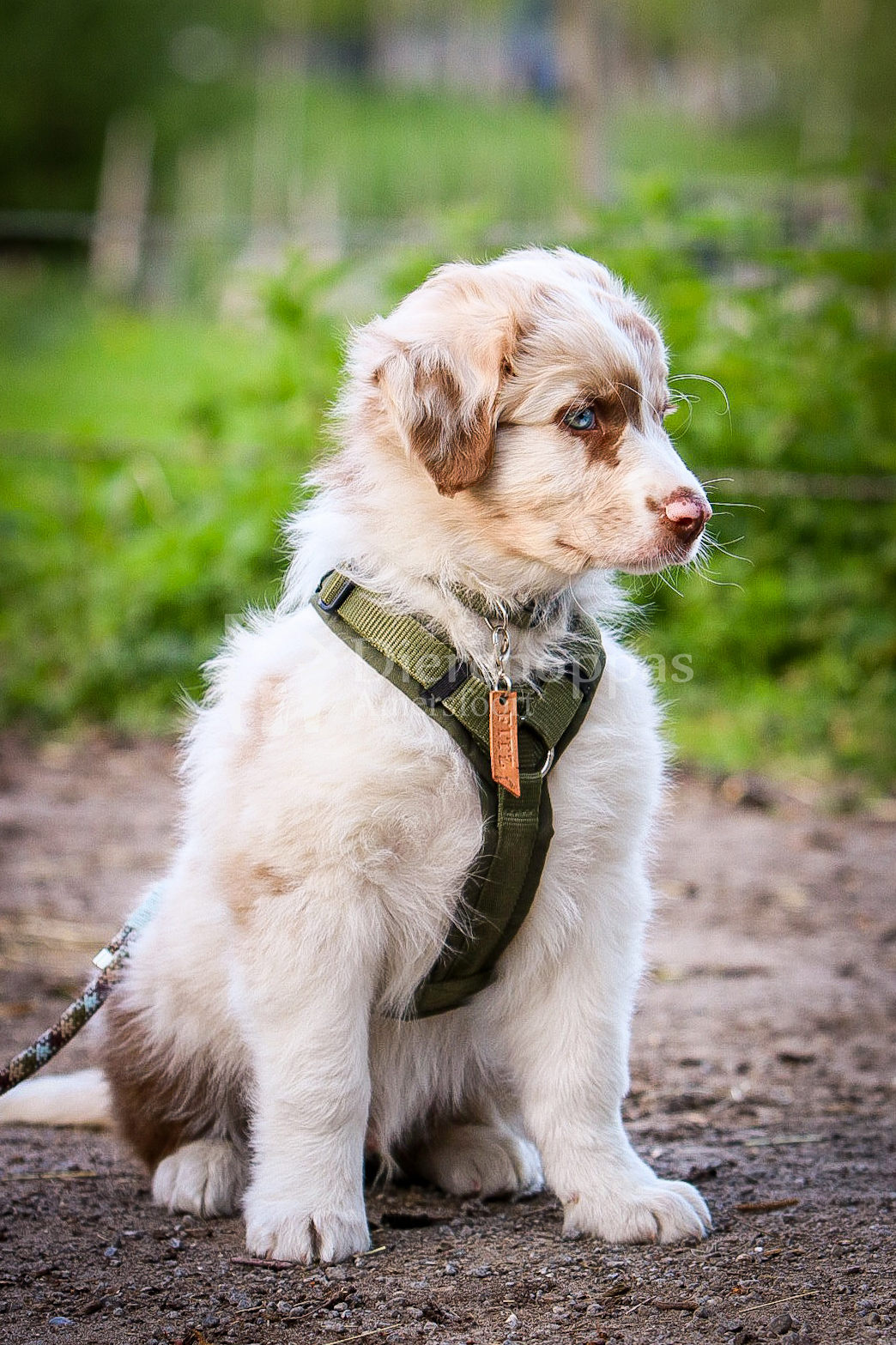 Olijfgroene AnnyX tuig bij een Australian Shepherd puppy