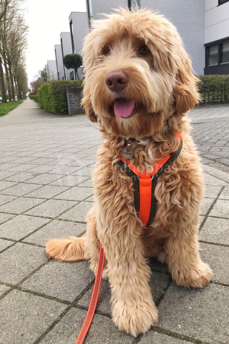 Pieter de Labradoodle met het AnnyX Anny X tuig