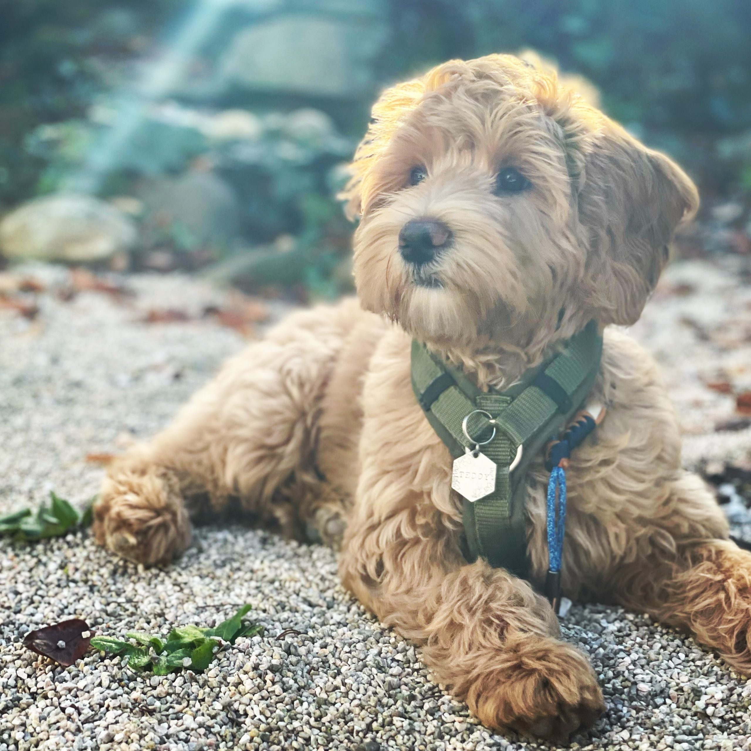 Puppy tuigje AnnyX labradoodle Anny X harnas tuig olijfgroen