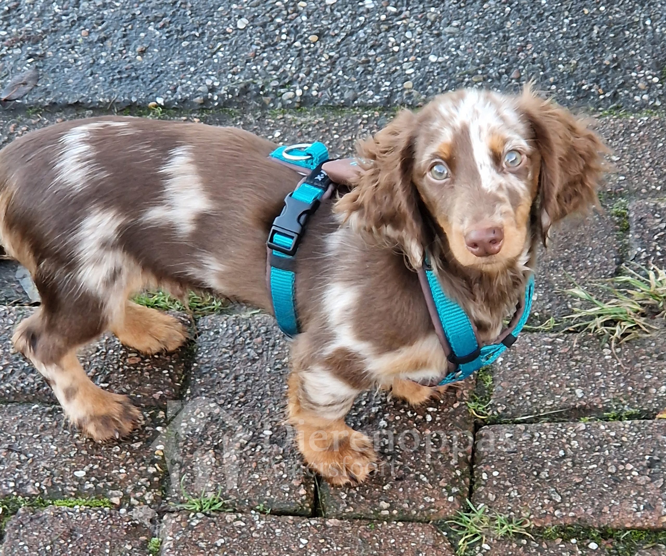 Teckel puppy op wandeling met een AnnyX tuig om Anny X