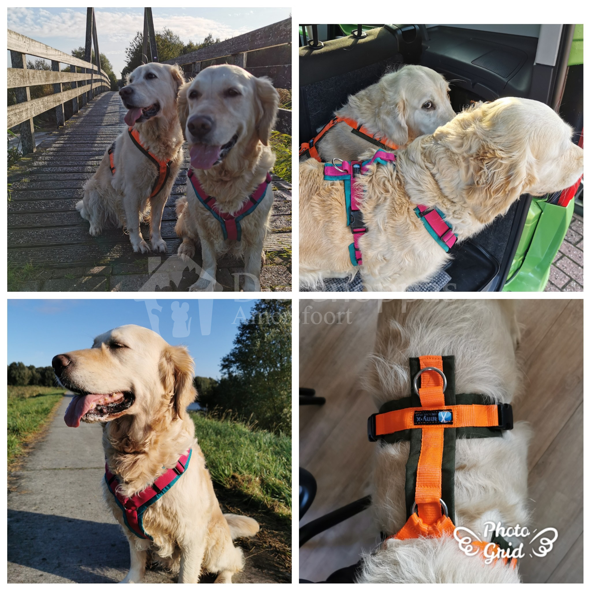 Twee golden retrievers dragen het AnnyX tuigje op vakantie