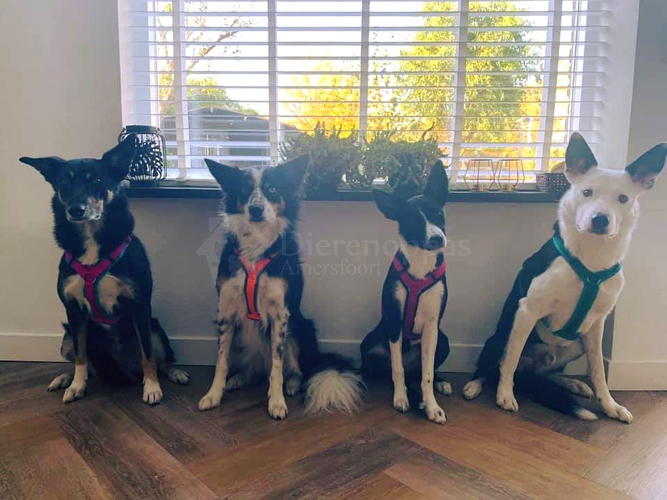 Vier Border Collie honden met een andere kleur AnnyX tuig