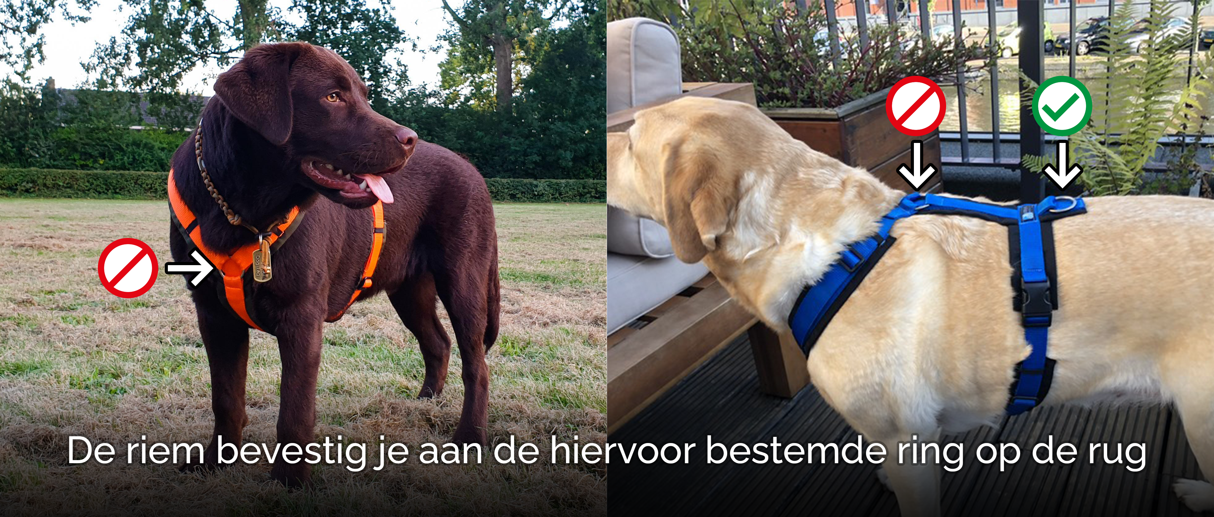 warmte bolvormig draai Daarom is een anti-trektuig hond een héél slecht idee!