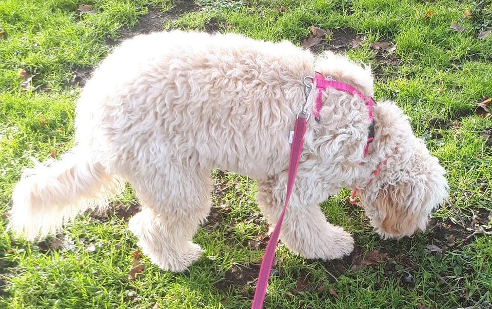 Waarom snuffelen honden zo veel