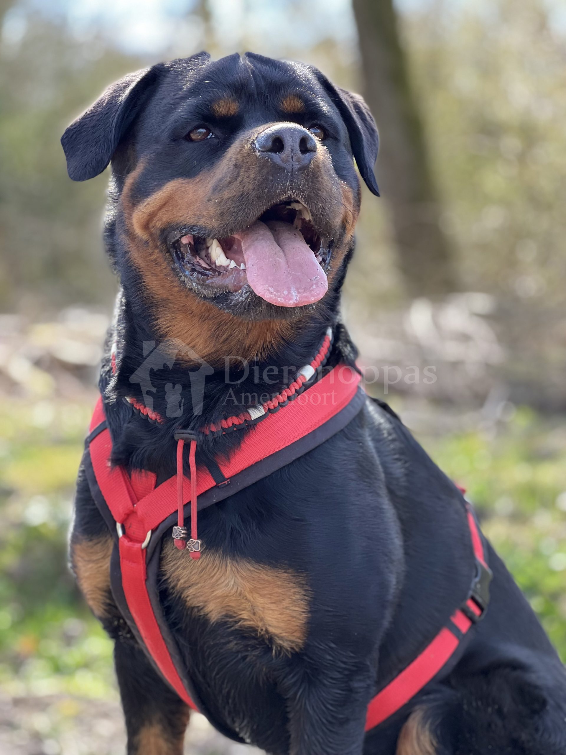 Y-tuig Anny X tuig AnnyX tuig hond Rottweiler groot hondenras buiten