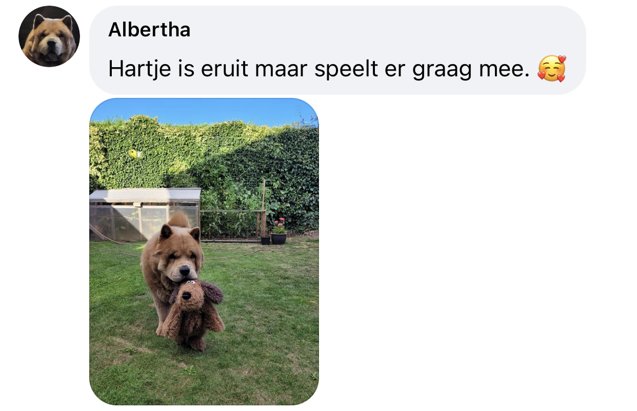 Ervaring hond met hart slag