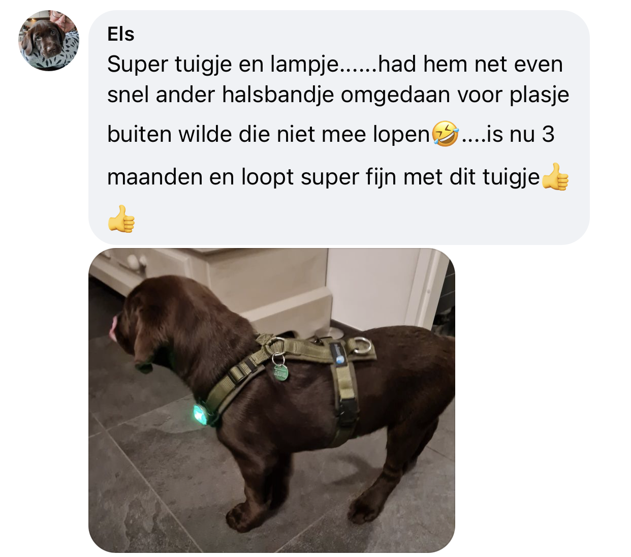 Ervaring lampje hond in het donker