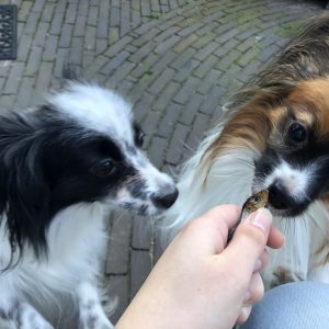 Gedroogde haring vlinderhondje snacks snoepjes sprotjes vis snack