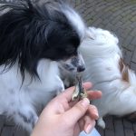 Hersenwerk voor honden: Wat is het en waarom het werkt - Dog Dimension