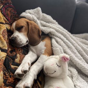 Heartbeat knuffel hartslagknuffel hartslag ervaringen hond puppy beagle verlatingsangst