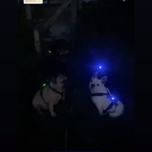 Honden lampje oplaadbaar