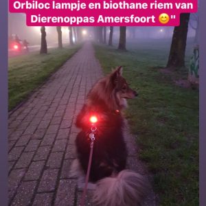 Lampje hondentuig