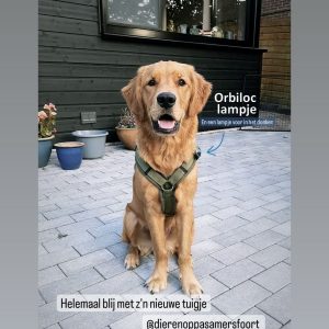 Orbiloc lampje aan Anny X tuigje