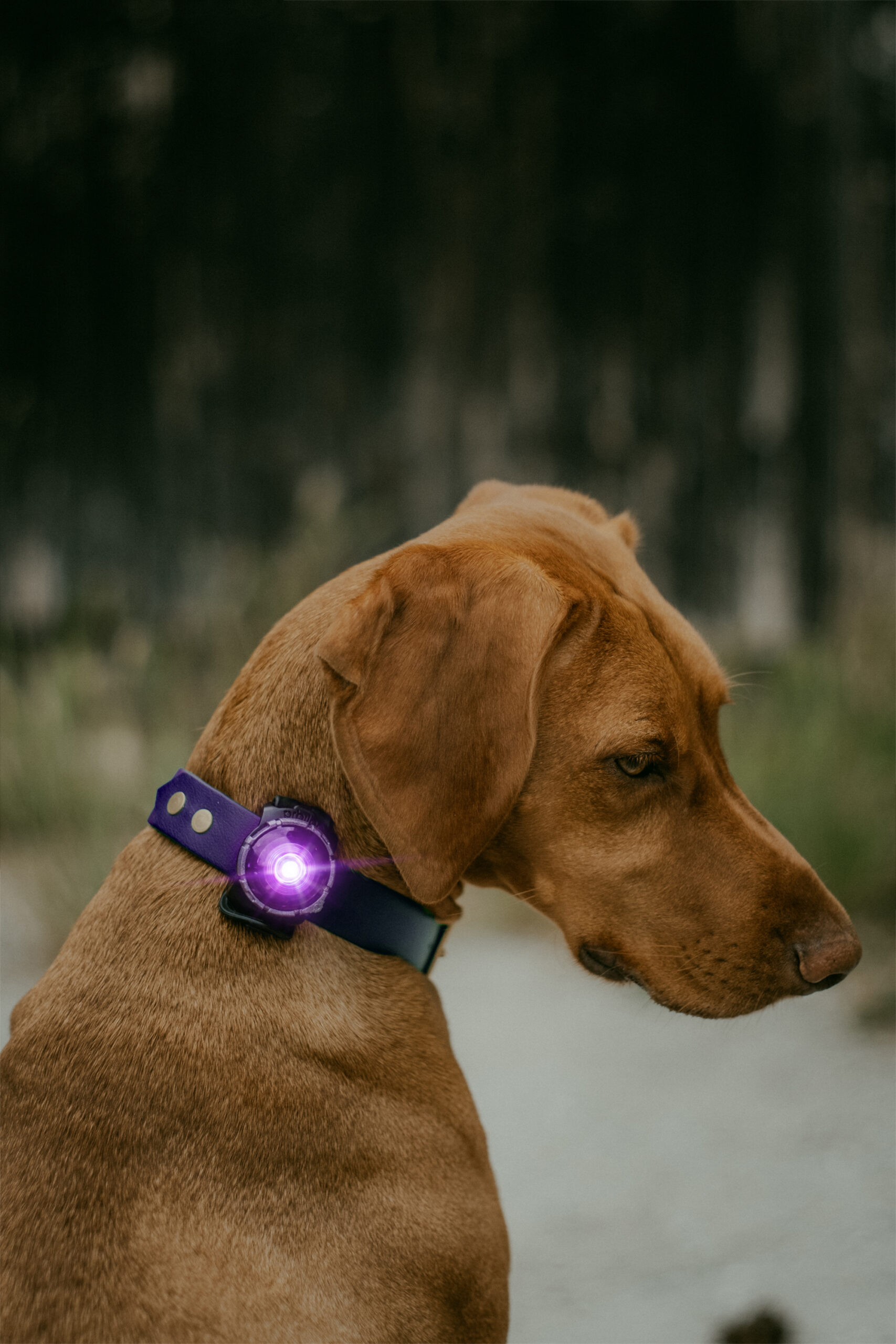 pauze trimmen Een trouwe Orbiloc LED Veiligheidslampje voor lichtgevend hondentuig & halsband