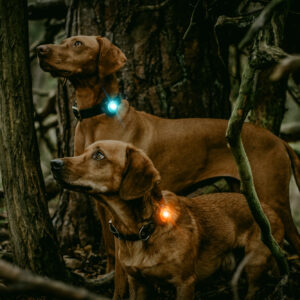 Orbiloc DOG Dual veiligheidslampje LED lampje oplaadbaar hond hondenriem halsband tuigje knipperlicht hondenlampje