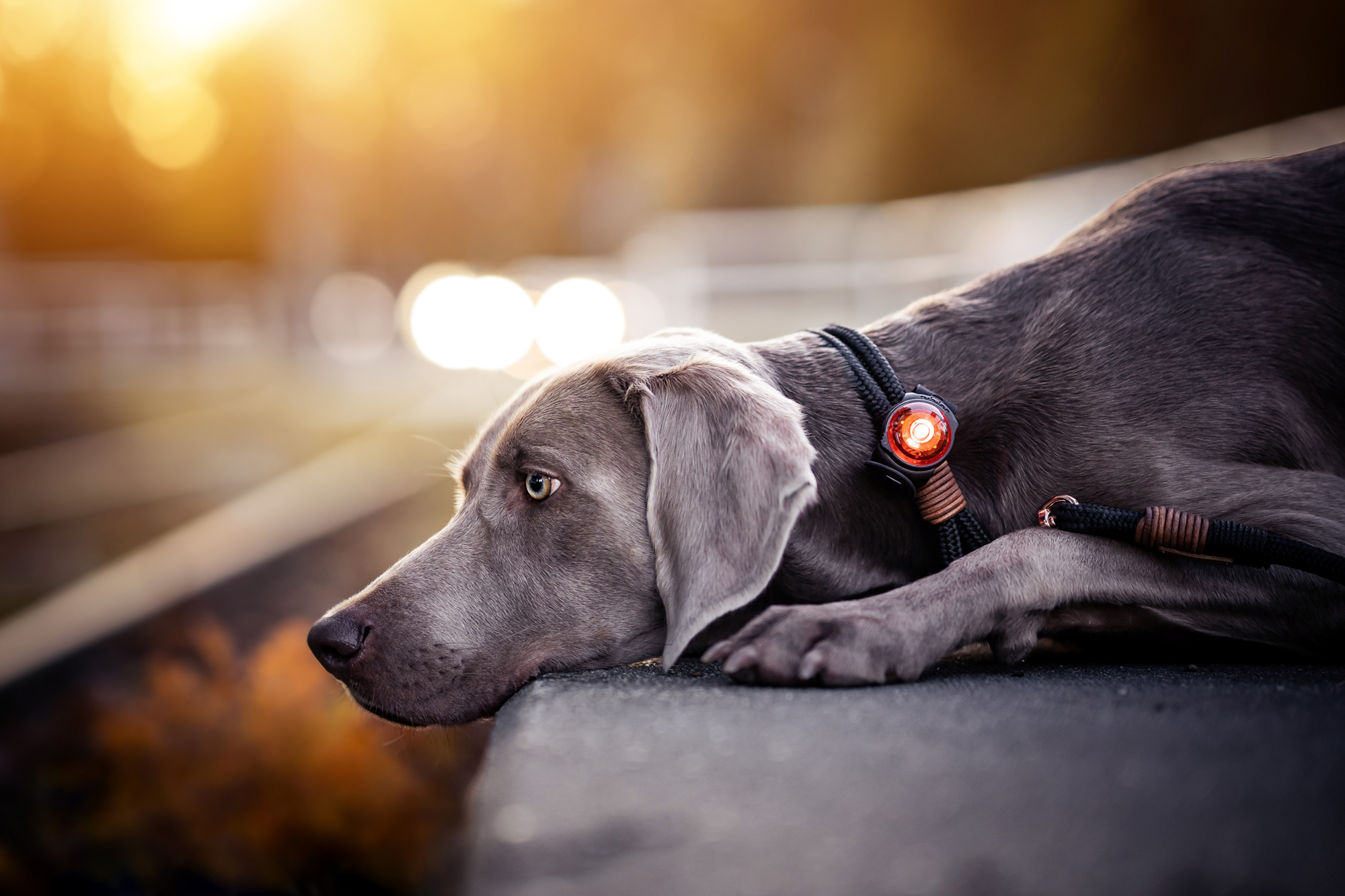 Slim Verdorde parallel Orbiloc LED Veiligheidslampje voor lichtgevend hondentuig & halsband