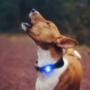 Orbiloc verlichting veiligheidslampje LED lampje oplaadbaar hond lichtgevende halsband tuigje hondenlampje lichtje lidl action