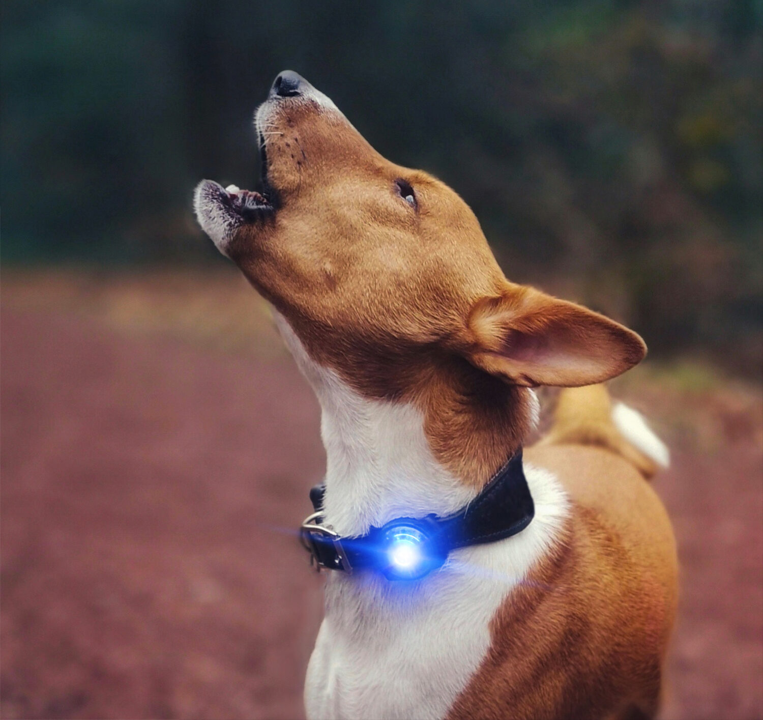 Pygmalion wervelkolom analyse Orbiloc LED Veiligheidslampje voor lichtgevend hondentuig & halsband