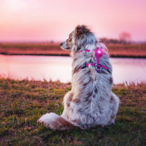 Orbiloc verlichting veiligheidslampje LED lichtje oplaadbaar hond lichtgevende halsband hondentuig donker action