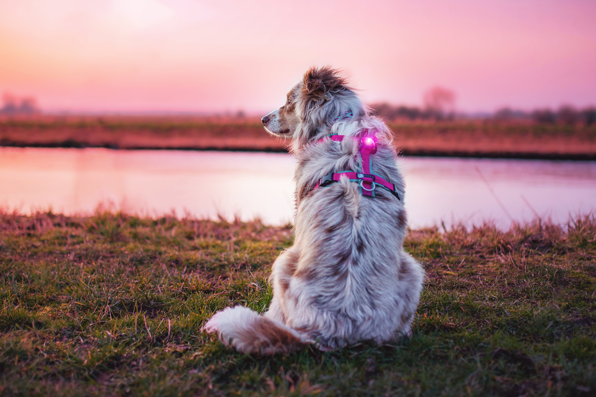 Orbiloc verlichting veiligheidslampje LED lichtje oplaadbaar hond lichtgevende halsband hondentuig donker action