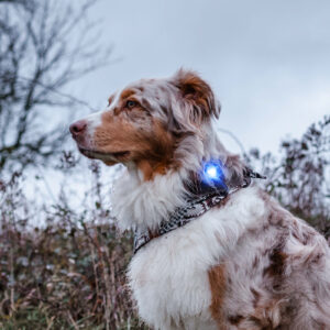 Orbiloc verlichting veiligheidslampje LED oplaadbaar hond hondenriem lichtgevende lampje lichtje action lidl