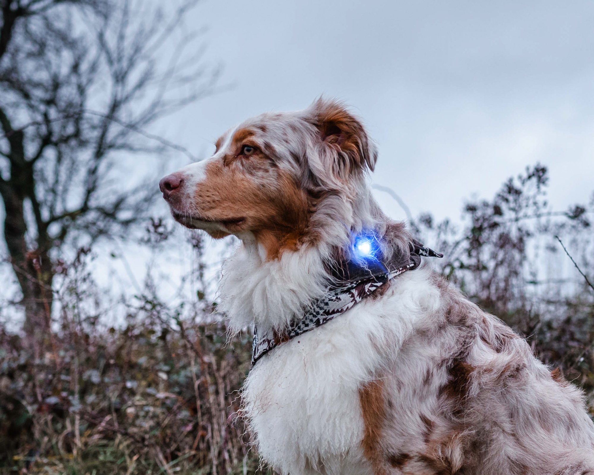 Slim Verdorde parallel Orbiloc LED Veiligheidslampje voor lichtgevend hondentuig & halsband
