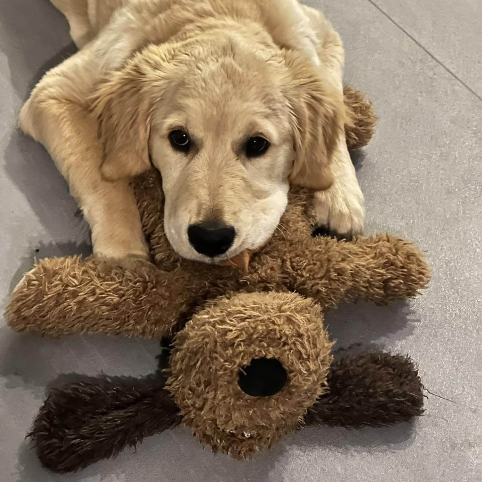 Teun hartslagknuffel hond puppy golden retriever