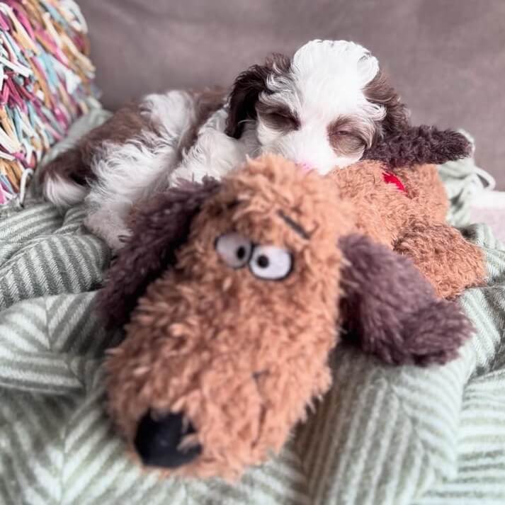 Teun hartslagknuffel hond puppy