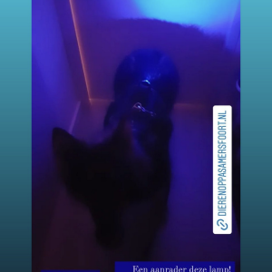 Veiligheidslampje hond