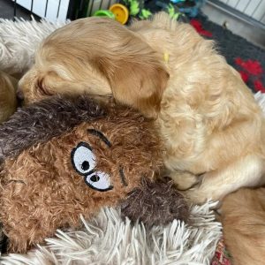 hartslagknuffel hond puppy ervaringen