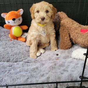 hondenknuffel met hartslag puppy ervaringen